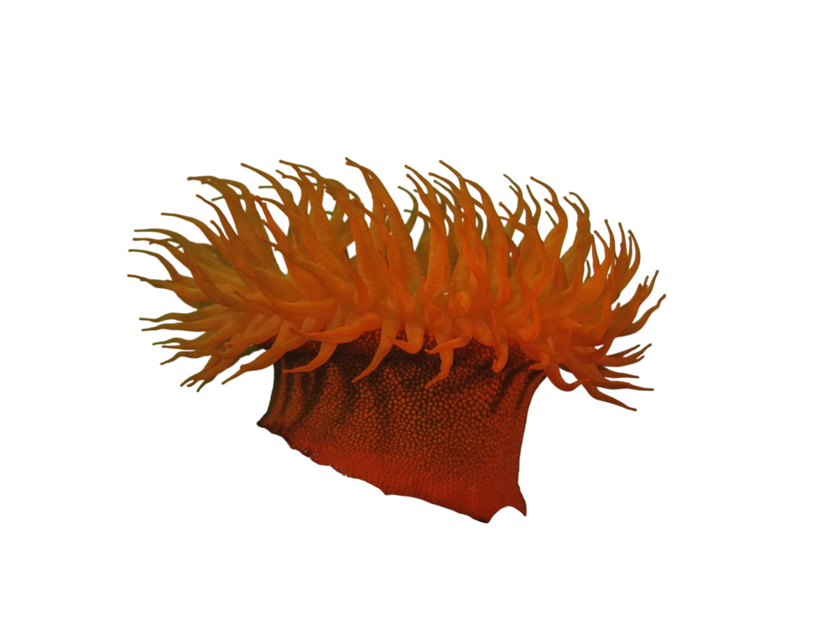 Actinia Naranja
