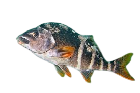 Bilagay