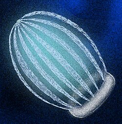 Ctenóforo bioluminiscente Beroe cucumis