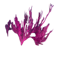 Gorgonia