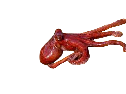 Pulpo Pigmeo